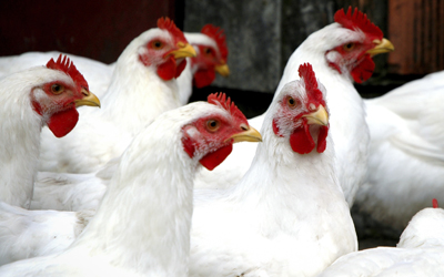 chickens stock photo