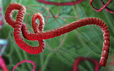 Artist's rendering of Ebola Virus