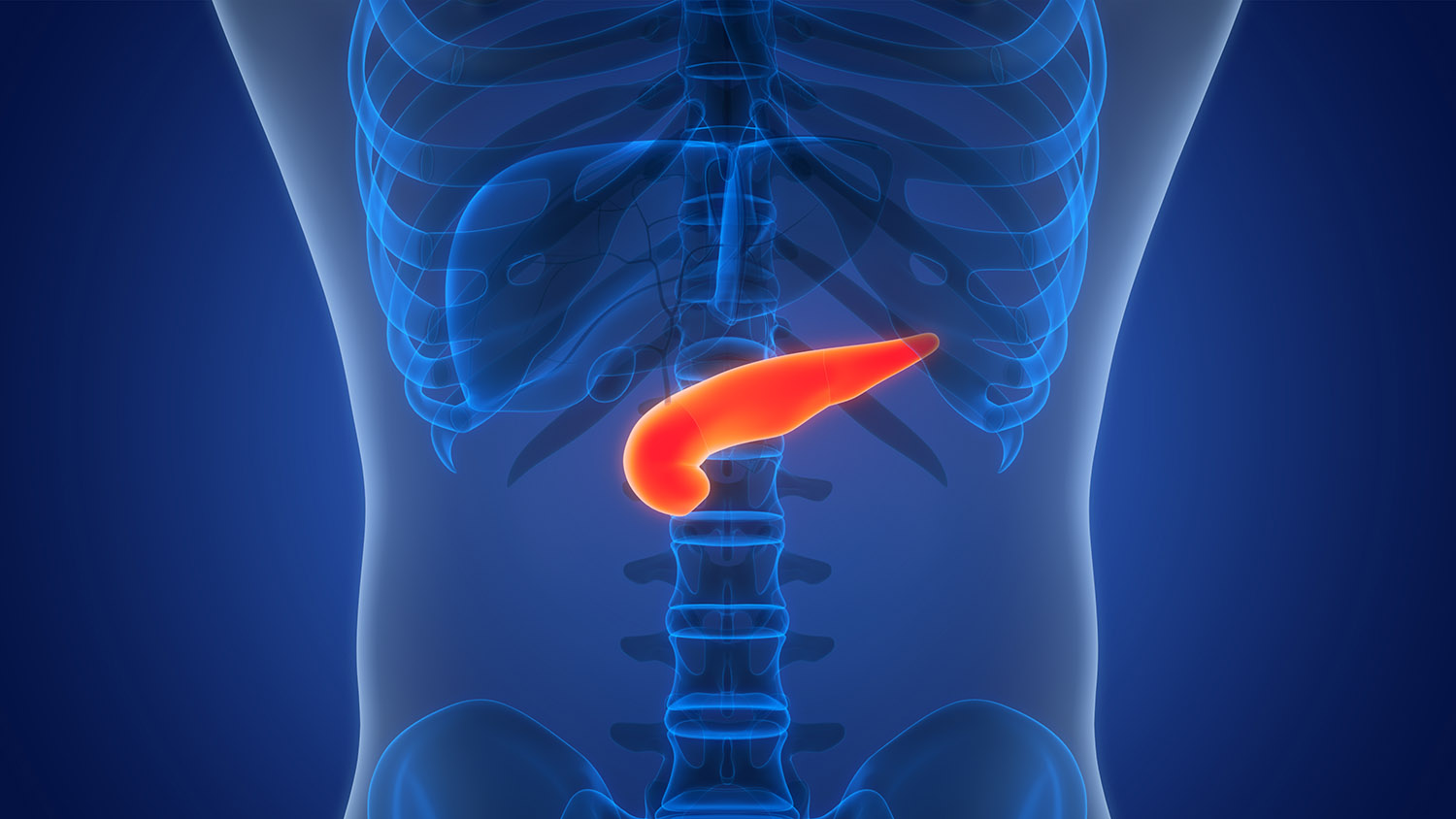 A 3D model of a human pancreas.