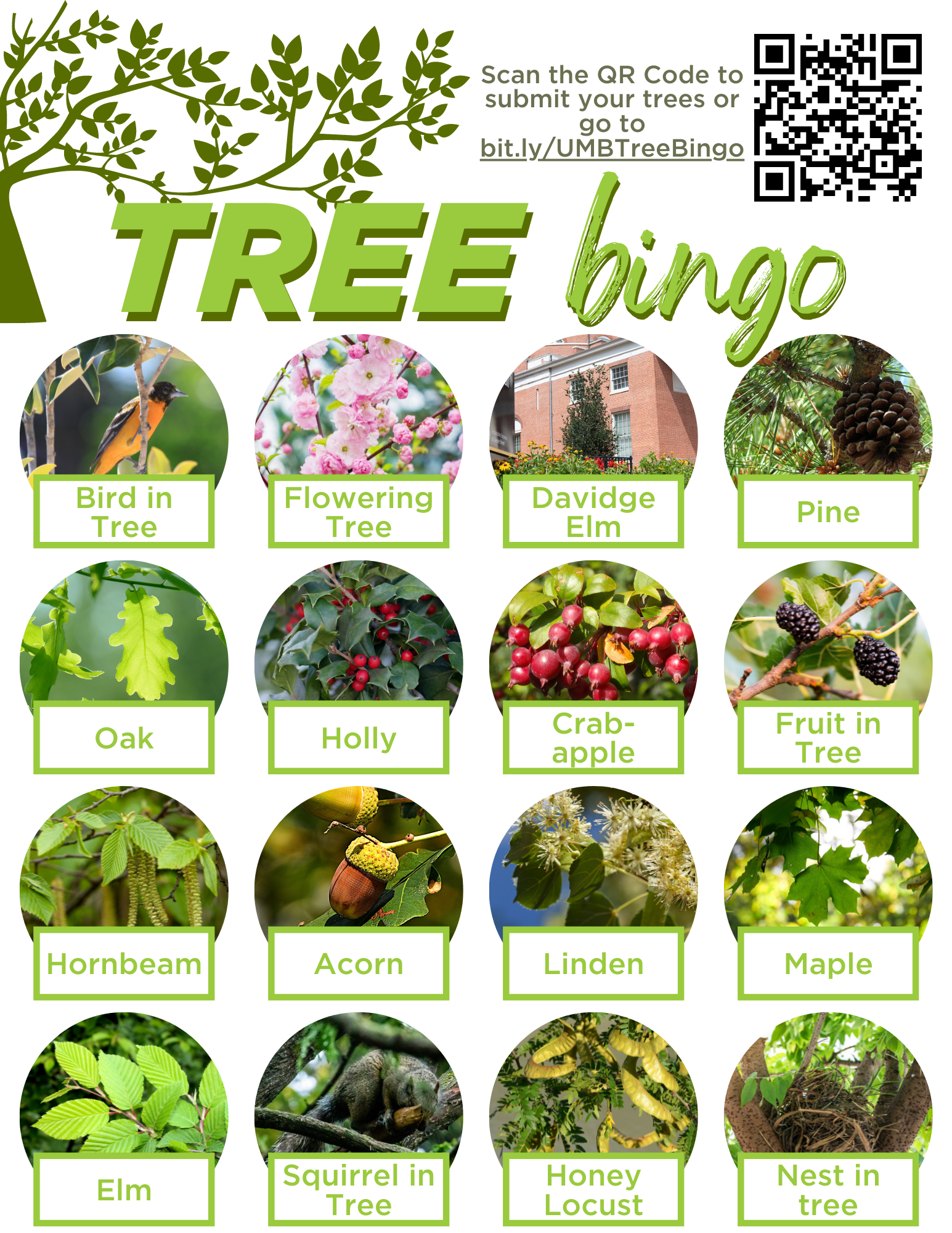 Tree Bingo encourages participants to explore and identify a variety of trees and tree-related sightings. Items on the bingo card include a bird in a tree, a flowering tree, the Davidge Elm, a pine, an oak, a maple, and a holly.  Participants can scan the QR code or visit the provided link to submit their findings.