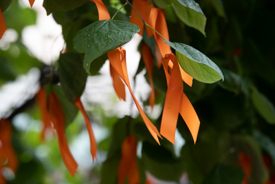 Orange ribbons on the tree outside of Shock Trauma, representing those who have died from violence in Baltimore City.